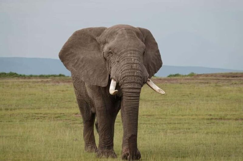Amboseli National Park Day Safari From Nairobi With Lunch - Who Is This Tour Best For?