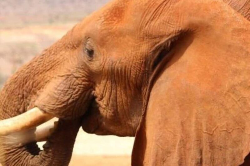 Amboseli National Park Day Safari From Nairobi With Lunch - FAQ