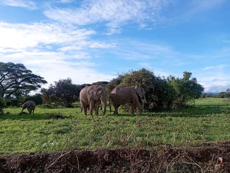 Amboseli national park day tour - Journey to Amboseli: What to Expect
