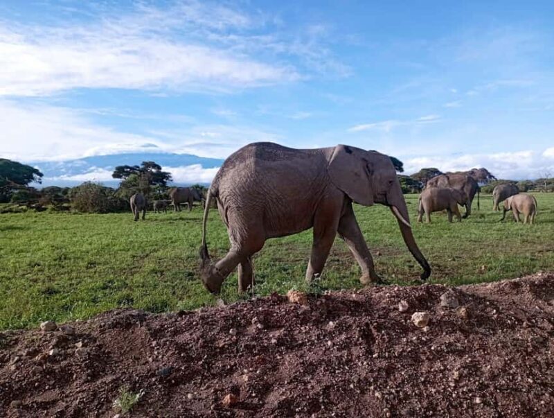 Amboseli national park day tour - Authentic Insights from Past Reviewers  