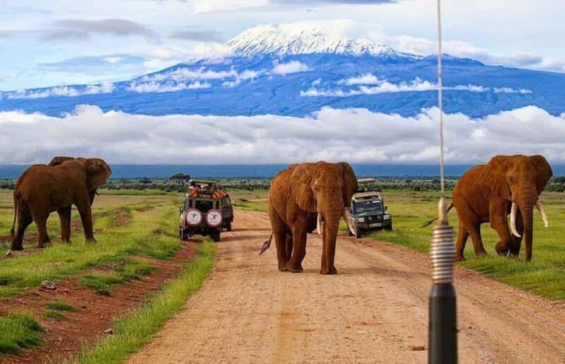 Amboseli National Park Day Trip and Maasai Village Visit - Amboseli National Park Day Trip and Maasai Village Visit: An In-Depth Look