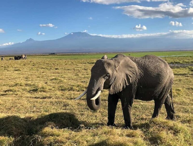 Amboseli National Park Day Trip and Maasai Village Visit - What’s Included and What’s Not