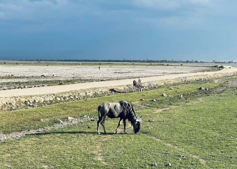 Amboseli National Park Day Trip and Maasai Village Visit - The Maasai Village Experience: Cultural Insight or Tourist Stop?