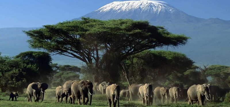 Amboseli National Park Day Trip from Nairobi - What’s Included and Whats Not