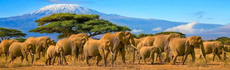 Amboseli National Park Day Trip from Nairobi - The Sum Up: Who Should Consider This Tour?