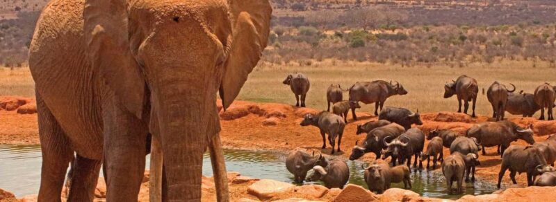 Amboseli National Park Day Trip from Nairobi - FAQs