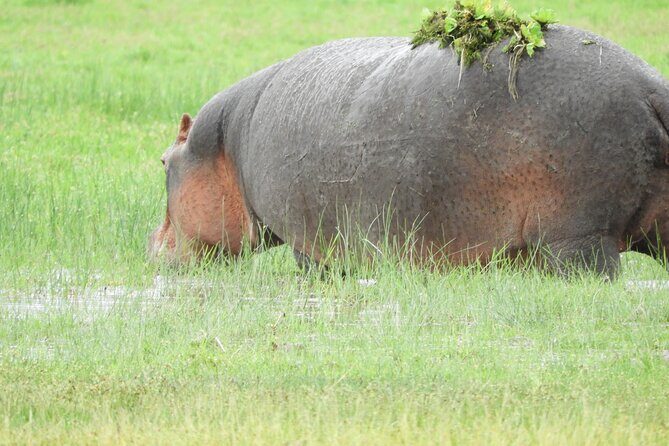 Amboseli National Park Day Trip & Game drive - Who Should Consider This Tour?  
