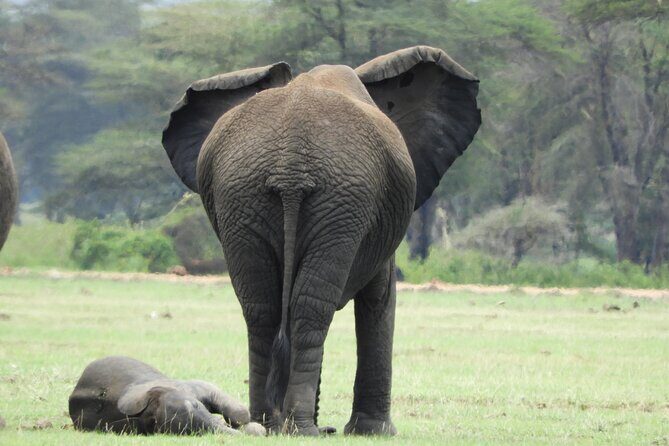Amboseli National Park Day Trip & Game drive - FAQ