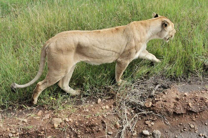 Amboseli National park Day trip:Mt kilimanjaro Views - Who Would Love This Tour?
