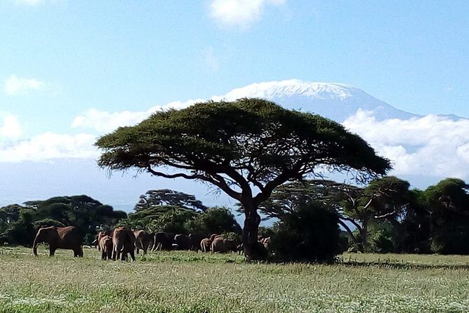 Amboseli National park Day trip:Mt kilimanjaro Views - Final Thoughts