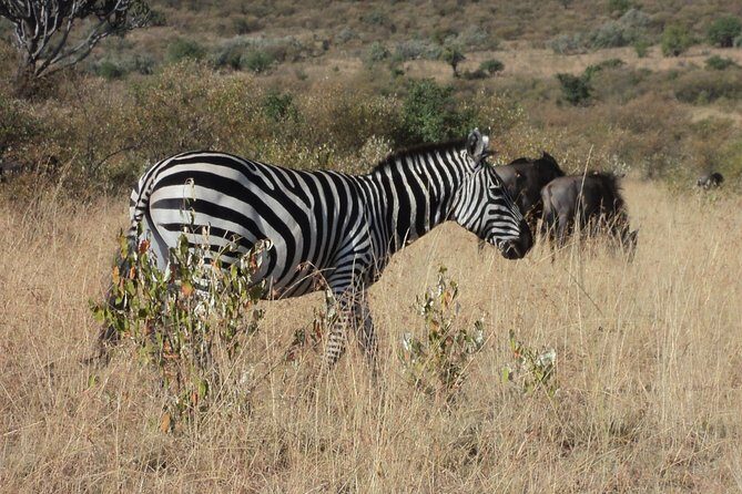 Amboseli National Park for 1 night and 2 days - Key Points