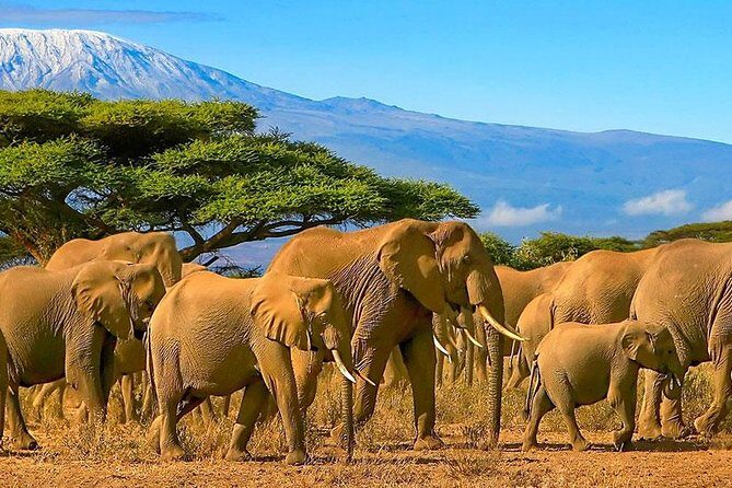 Amboseli National Park Full Day Guided Tour - Key Points