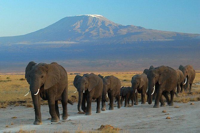 Amboseli National Park Full Day Guided Tour - Why This Tour Stands Out