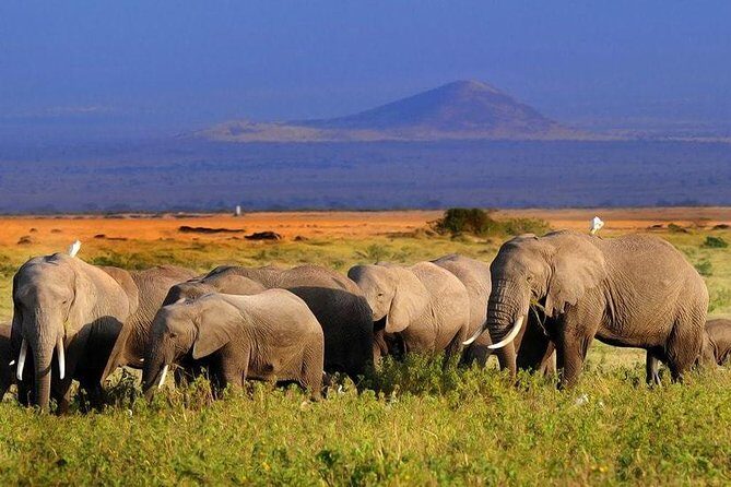 Amboseli National Park Full Day Guided Tour - Who Is This Tour Best For?
