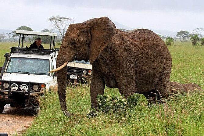 Amboseli National Park Full Day Guided Tour - The Sum Up