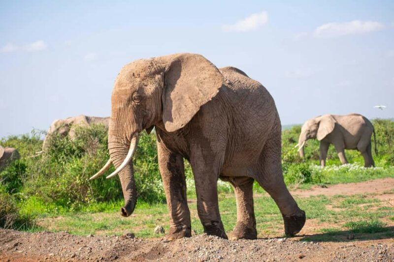 Amboseli National Park: Full Day Tour From Nairobi - Key Points