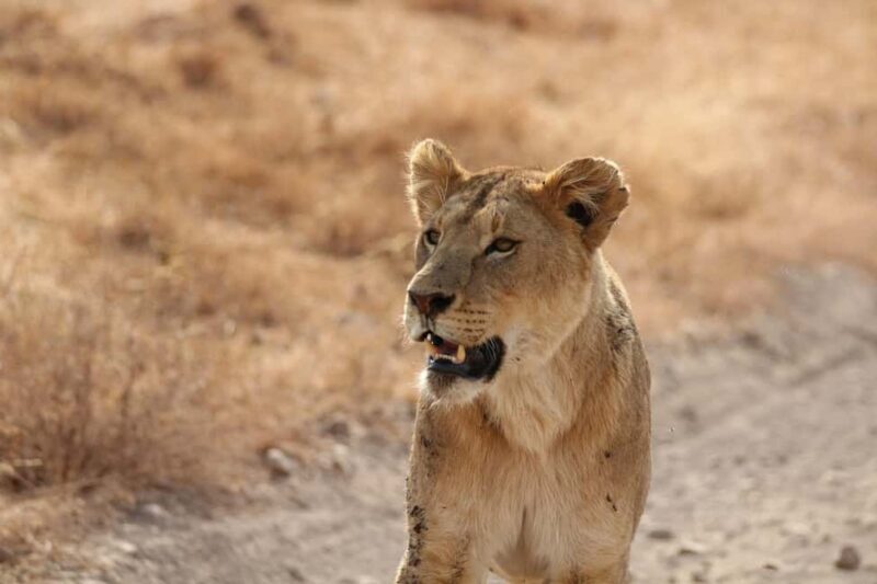 Amboseli National Park: Full Day Tour From Nairobi - What the Reviews Say: Authentic Insights
