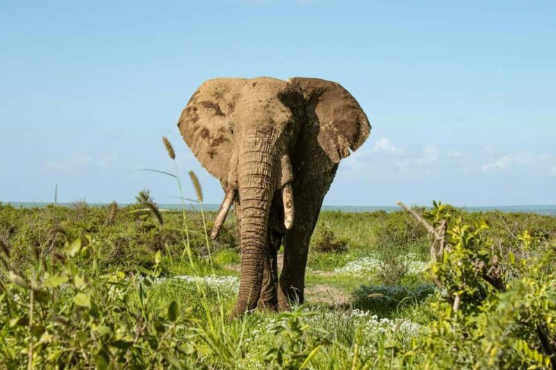 Amboseli National Park: Full Day Tour From Nairobi - FAQs
