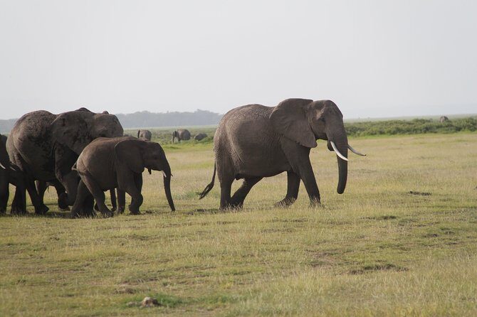 Amboseli National Park Guided Full Day Tour - FAQs