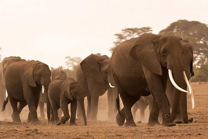 Amboseli national park private Day tour from Nairobi - The Itinerary: What to Expect