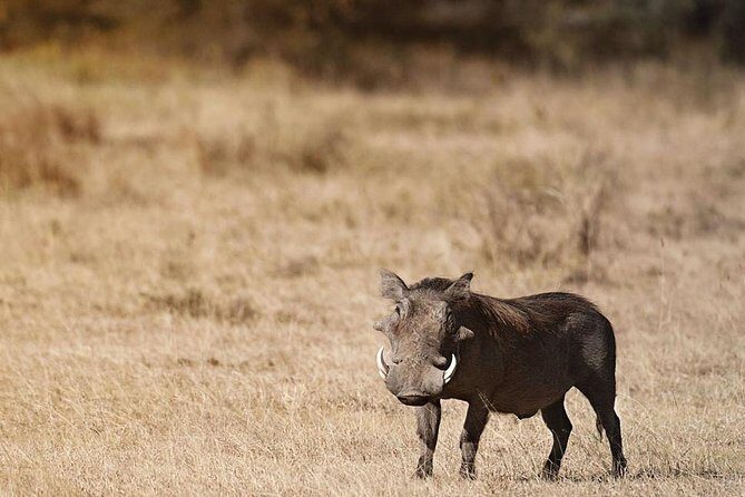 Amboseli national park private Day tour from Nairobi - Final Thoughts