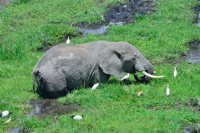 Amboseli national park private Day tour from Nairobi - FAQ Section