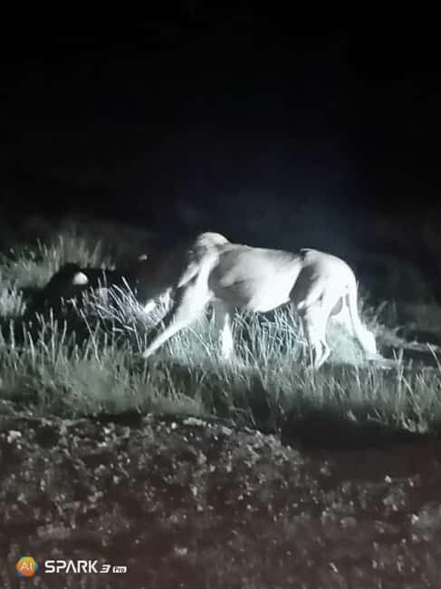 Amboseli: Night Game Drive with Sundowner Experience. AW - Key Points