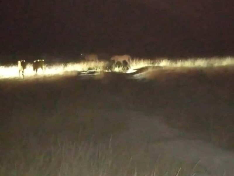 Amboseli: Night Game Drive with Sundowner Experience. AW - The Value of an Evening Safari in Amboseli