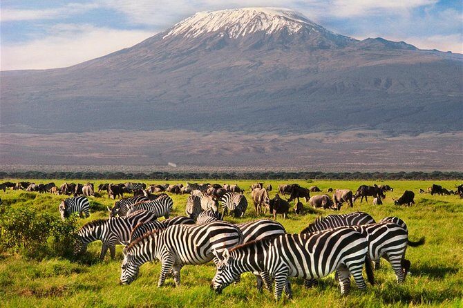 Amboseli Park & Kilimanjaro views Day tour - Transportation & Duration: Comfort and Punctuality