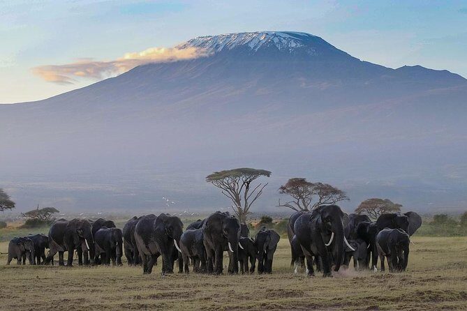 Amboseli Park & Kilimanjaro views Day tour - Cost & Value: Analyzing the Investment