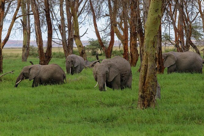 Amboseli Park & Kilimanjaro views Day tour - Who Would Love This Tour?