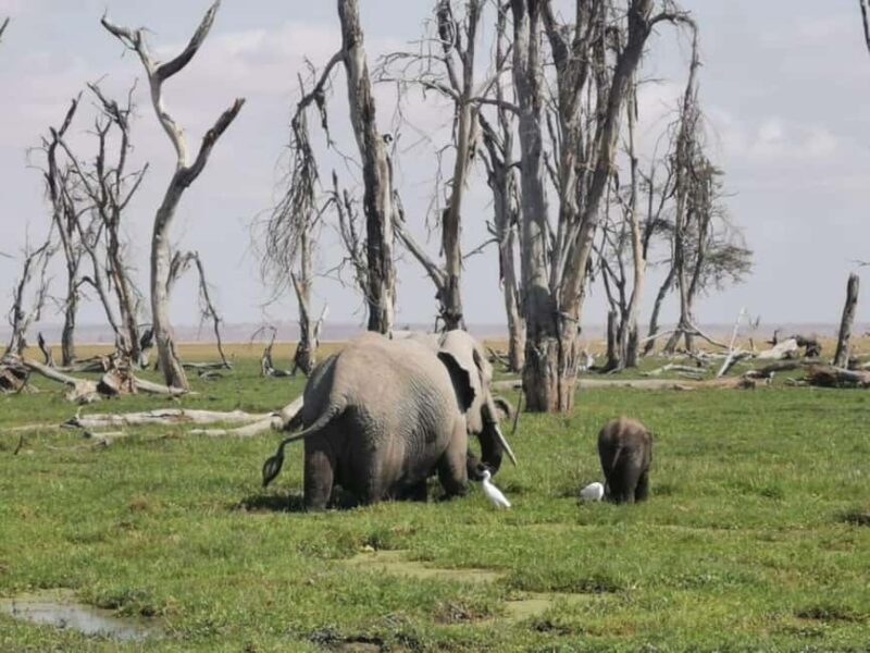Amboseli Wildlife Day Tour and Masai Village Visits - The Experience: From Nairobi to Amboseli