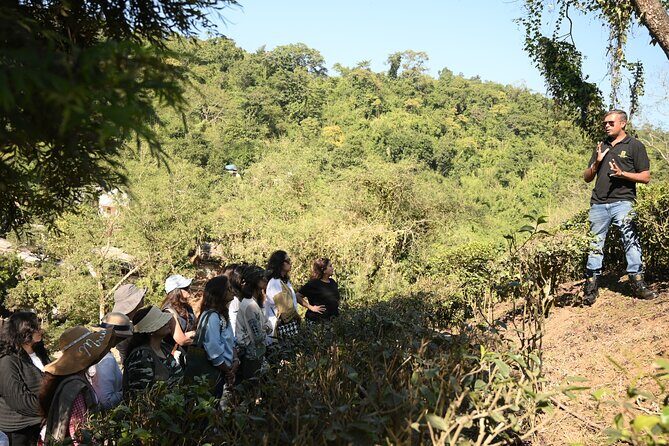 Amchong Tea Estate + Factory Visit (with Hi-tea only) - Key Points