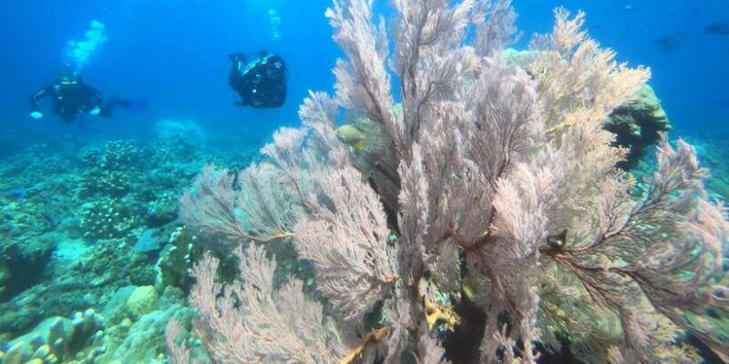 amed-guided-scuba-dive-for-beginners-non-certified-divers