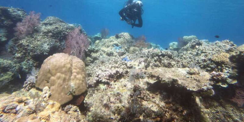amed-guided-scuba-dive-for-beginners-non-certified-divers