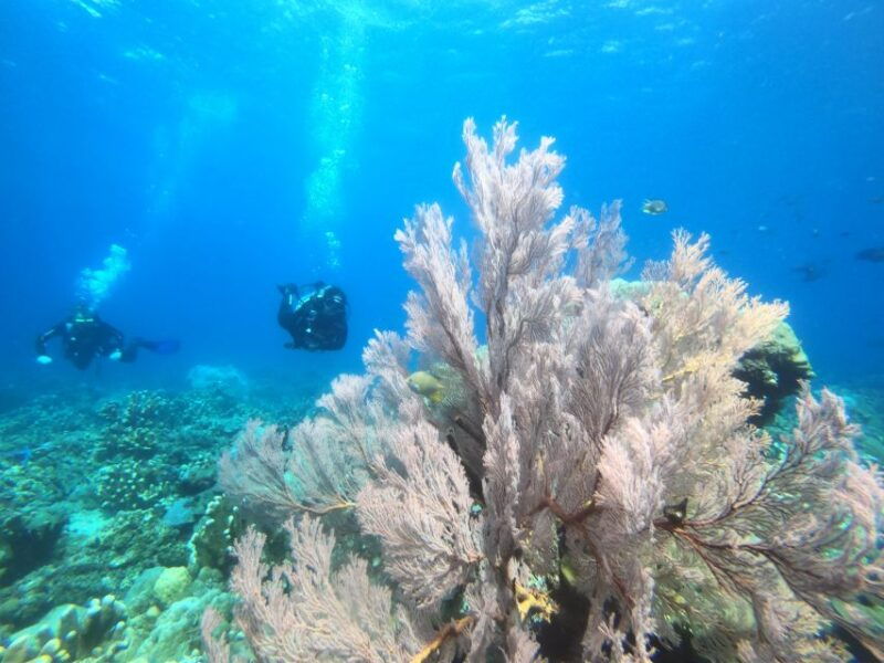 amed-guided-scuba-dive-for-beginners-non-certified-divers