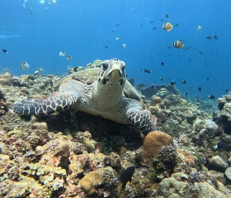 Amed: Snorkeling Trip by Traditional Jukung Boat - The Experience Details