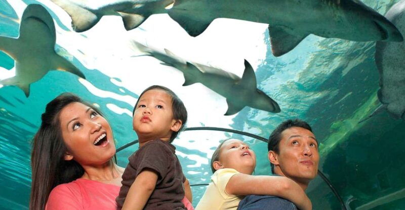 american-dream-sea-life-aquarium-entry-ticket