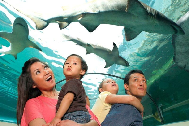american-dream-sea-life-aquarium-entry-ticket