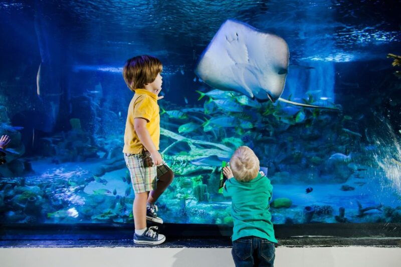 american-dream-sea-life-aquarium-entry-ticket