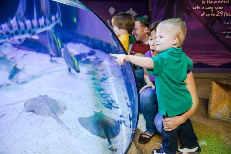 american-dream-sea-life-aquarium-entry-ticket