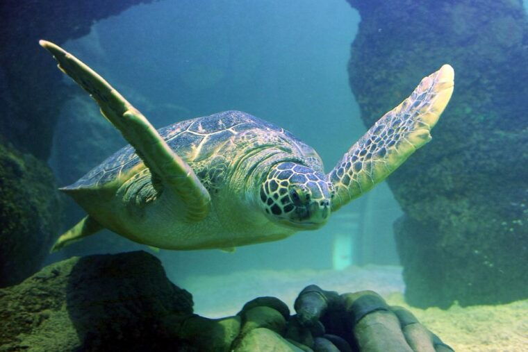 american-dream-sea-life-aquarium-entry-ticket