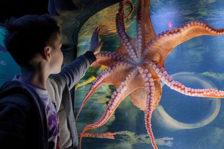 american-dream-sea-life-aquarium-entry-ticket