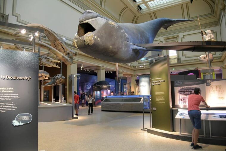 american-history-natural-history-museum-combo-guided-tour