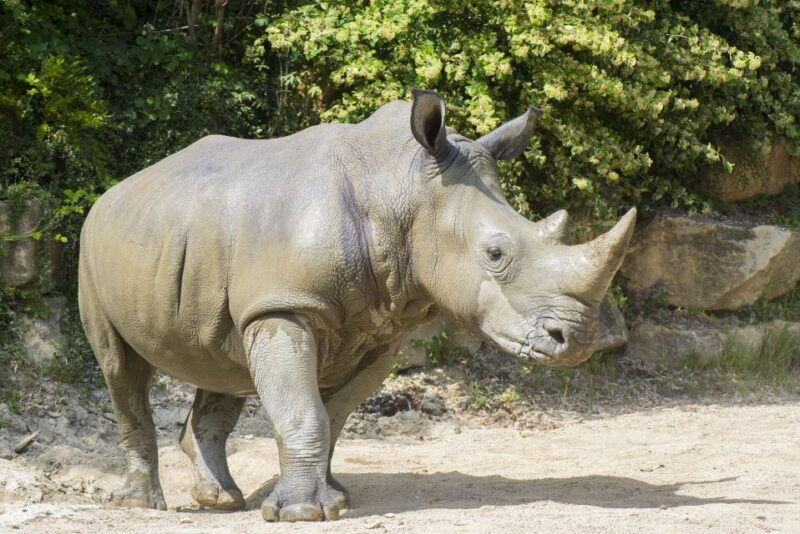 amneville-zoo-full-day-admission-ticket
