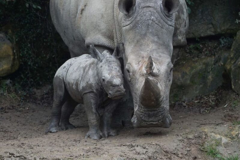 amneville-zoo-full-day-admission-ticket