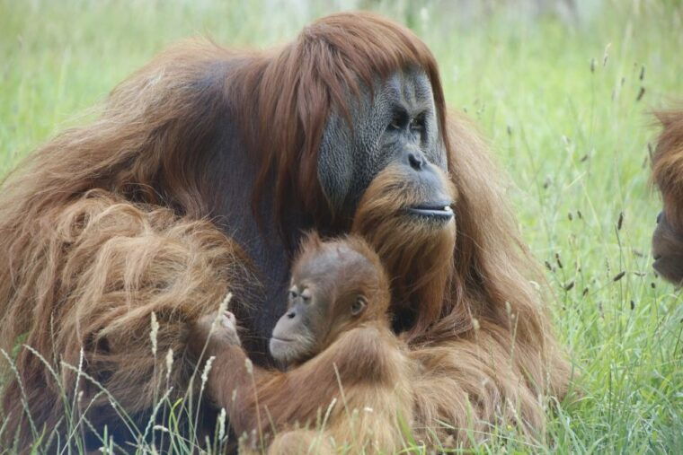 amneville-zoo-full-day-admission-ticket