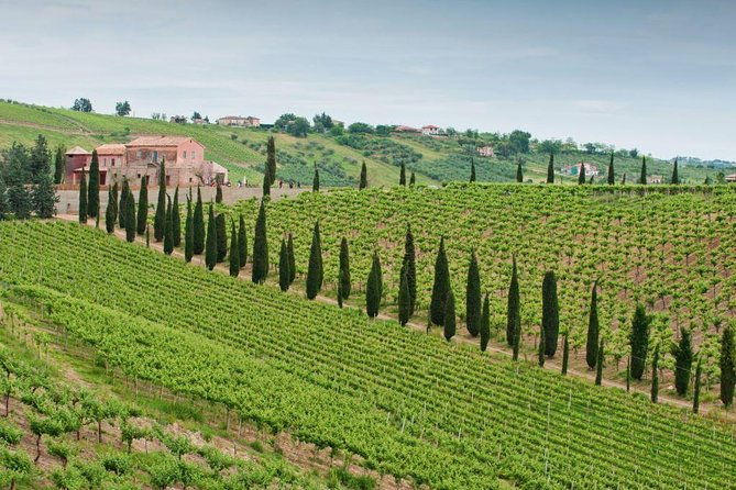 among-ancient-sunny-vineyards-visit-and-taste-the-wines-from-the-san-lorenzo-cellar