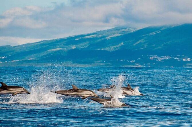 Among Whales Dolphins and Volcanoes Full Day Tour With Lunch - The Full Experience: What To Expect
