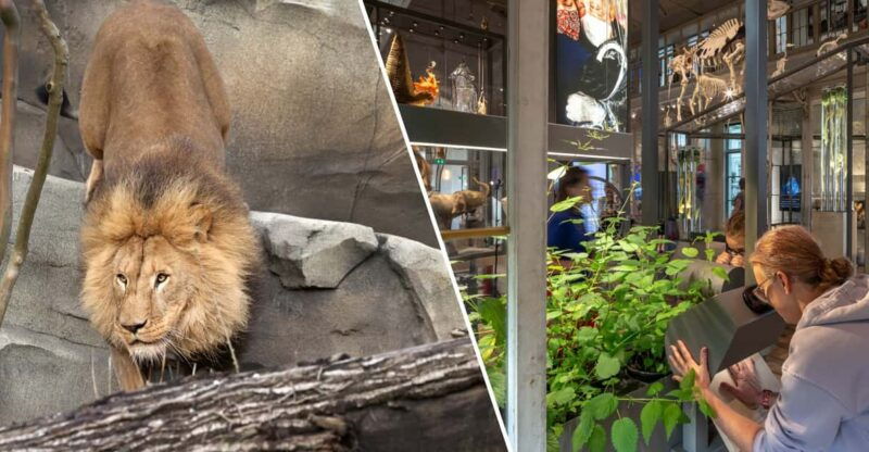 amsterdam-artis-royal-zoo-and-artis-groote-museum-ticket